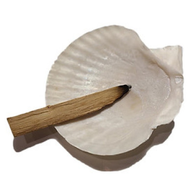 Đĩa ốc xà cừ Vỏ sò/bào ngư đốt sage/ xô thơm - Chân đế đỡ gỗ xoài ( Abalone Shell with Natural Wooden Cobra Stand)