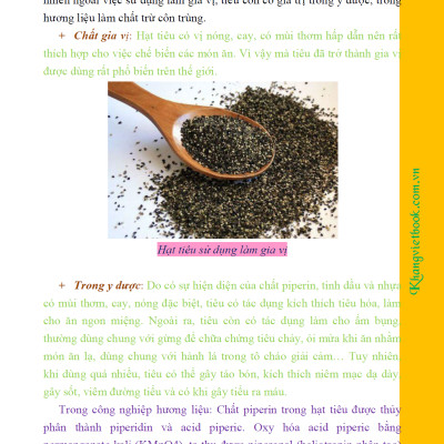 Bí Quyết Thành Công Kĩ Thuật Trồng Tiêu Hiệu Quả - KV