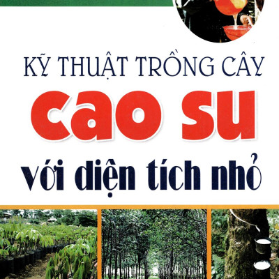 Kỹ Thuật Trồng Cây Cao Su Với Diện Tích Nhỏ