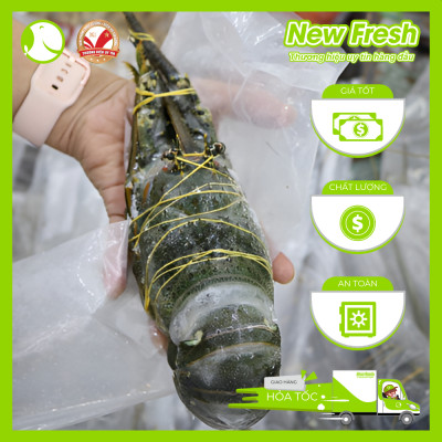 [GIAO NHANH HCM] Tôm Hùm Bông Đông Lạnh - 1 Con 500Gr