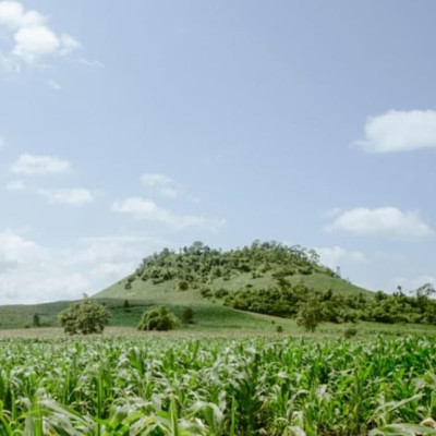 Gạo Đặc Sản Tây Nguyên