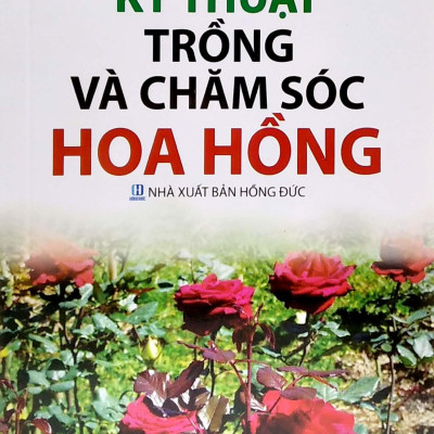 Kỹ Thuật Trồng Và Chăm Sóc Hoa Hồng