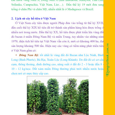 Bí Quyết Thành Công Kĩ Thuật Trồng Tiêu Hiệu Quả - KV