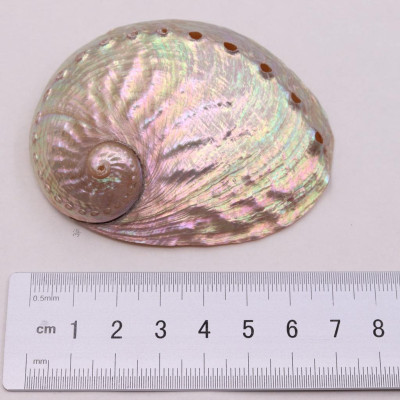 Vỏ Đĩa Ốc Xà Cừ Xanh - Hồng dùng đốt xô thơm - Palo santo các size lớn nhỏ