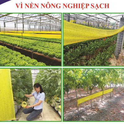 Miếng dính vàng Israel để Bẫy Côn Trùng gây hại vườn rau sạch (Bộ 5 Mét) như bẫy ruồi, bọ phần, ốc sên, bướm ...