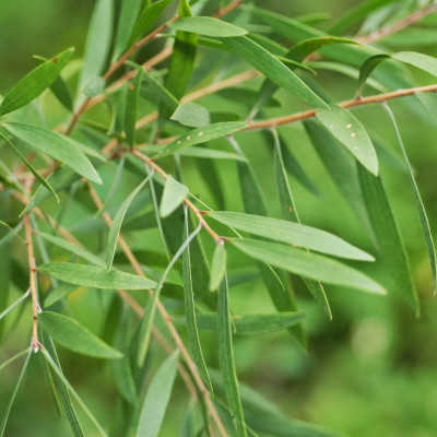 Tinh dầu tràm Huế nguyên chất Hoa Nén