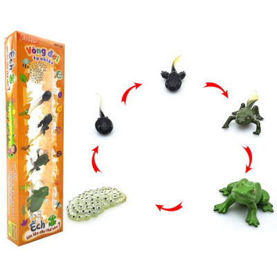 Đồ Chơi Mô Hình Vòng Đời Tự Nhiên - Ếch Lớn Lên Như Thế Nào? - Firstar DK81256