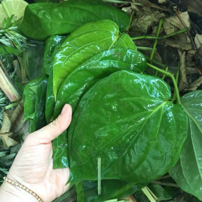 Dung dịch vệ sinh phụ nữ thảo dược 150ml hổ trợ ngăn ngừa các bệnh viêm, ngừa thường gặp ở phụ nữ