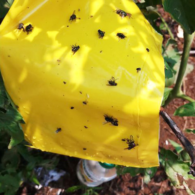 Set 30 mét Bẫy côn trùng ISRAEL (Sticky Yellow Roll) sử dụng hoa Cúc với diện tích 1.000m2 để bẫy ruồi đục lá, rệp, bọ trĩ, bọ phấn, sâu tơ, bọ nhảy, sâu xanh, rầy xanh, bướm trắng và cả ốc sên 