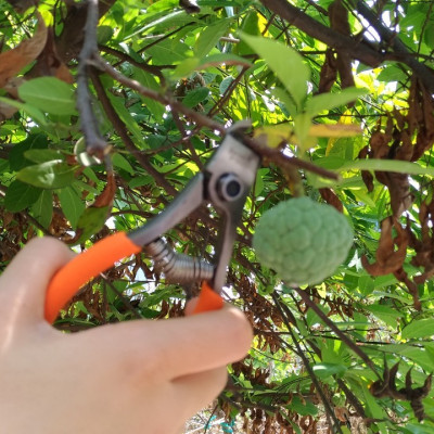 Kéo Barnel B120 thu hoạch trái cây