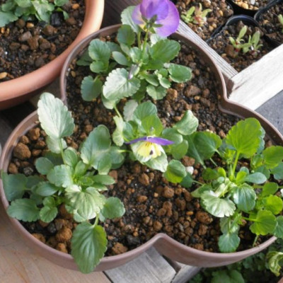 Bộ dụng cụ làm vườn Yamada mini - Nhập khẩu trực tiếp từ Nhật Bản