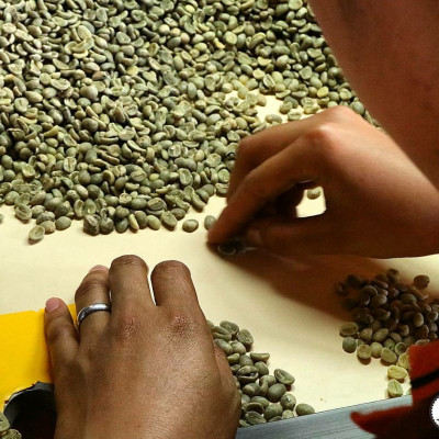 Cà phê hạt 100% nguyên chất truyền thống số 2 Coffee Tree 1kg đậm đà, thơm ngon, gu vừa