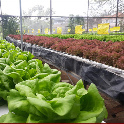 MIẾNG DÁN VÀNG BẪY CÔN TRÙNG NHẬP KHẨU ISRAEL DÙNG TRONG NÔNG NGHIỆP SẠCH NHƯ RAU THỦY CANH, RAU KHÍ CANH VÀ NÔNG NGHIỆP SẠCH (SET 20 ME2T DÀI). Kích thước ngang 0.18M x Dài 20M trải nghiệm