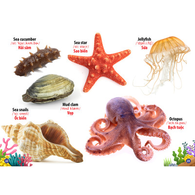 Từ Điển -  Thư Viện Hình Ảnh Song Ngữ Đầu Tiên Của Bé - Thế Giới Động Vật - Động Vật dưới Nước - Phương tiện Giao Thông - Côn Trùng Và Bò Sát ( bộ 4 cuốn )