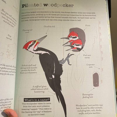 Sách - A World of Birds by Vicky Woodgate | Children