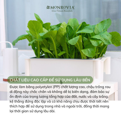 Kệ trồng rau tự tưới D202 MONROVIA cho rau, hoa, có bánh xe di chuyển thuận lợi