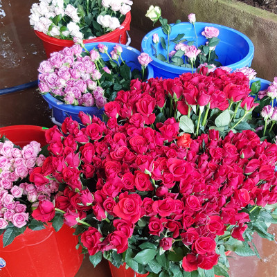 NƯỚC CẮM HOA HỒNG LÂU TÀN (1 LÍT TOG) nhập khẩu ISAREL dành cho Nhà Vườn Trồng Hoa Grower bảo quản hoa