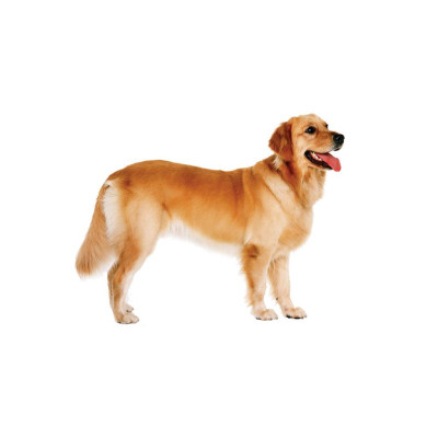 Sách - Hộp English Flashcards For Kids - Tặng 400 Câu Đố - Minh Thắng