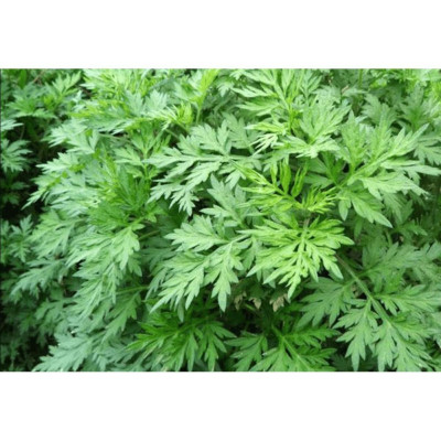 cây ngải cứu phơi khô túi 1kg