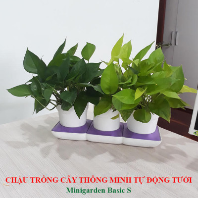 Chậu Để Bàn Thông Minh Tự Động Tưới và Tự động bón phân trong 2 tháng Minigarden Basic S Pots (1 bộ gồm 1 bình chứa nước, 2 chậu trồng và 3 túi dinh dưỡng). Phù hợp trồng cây trong gia đình, văn phòng với thiết kế gọn nhẹ, sang trọng và ít chăm sóc cây