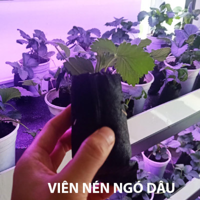 Viên Nén Xơ Dừa Trồng Ngó Dâu Thông Minh SGS (set 100 viên) đã bao gồm phân bón hữu cơ cho cây phát triển tốt trong 30 ngày