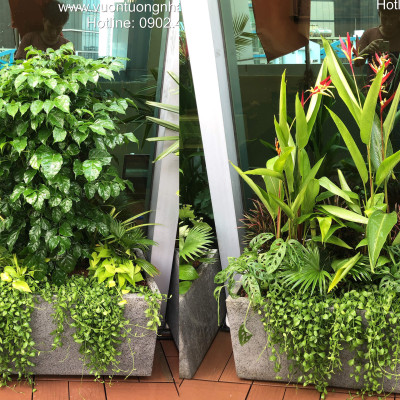 Chậu Đá Mài Cây Xanh Ban Công (Combo trọn gói) size lớn gồm Chậu, cây xanh, đất trồng và phân bón với thời gian bảo hành 2 tháng