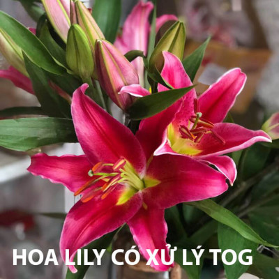 DUNG DỊCH BẢO QUẢN HOA LILY LÂU TÀN, KIỀM HOA KHÔNG NỞ VÀ “NGỦ ĐÔNG” TRÊN 15 NGÀY TẠI NHÀ VƯỜN TRỒNG HOA (GROWERS) THEO CÔNG NGHỆ ISRAEL