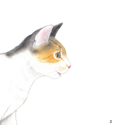 Sách - Sách Ehon - Ú Òa! - Mèo Đâu Rồi? - Bìa Cứng