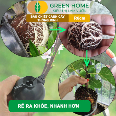 Bầu Chiết Cành GreenHome, R6cm(1 Thùng 100 CÁI), Tăng Khả Năng Ra Rễ, Phù Hợp Với Mai Vàng, Ổi, Mận