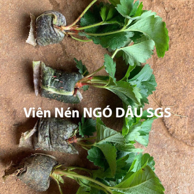 Viên Nén Xơ Dừa Trồng Ngó Dâu Thông Minh SGS (set 100 viên) đã bao gồm phân bón hữu cơ cho cây phát triển tốt trong 30 ngày