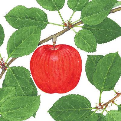 Sách - Sách Ehon - Ú Òa! - Quả Gì Đây? - Bìa Cứng