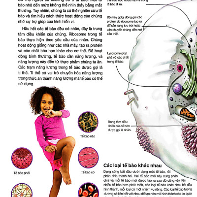 Hành Trình Khám Phá - Cơ Thể Người - Bìa Cứng