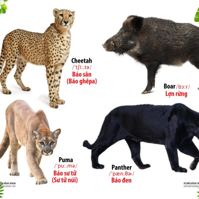 Từ Điển Bằng Tranh - Thế Giới Động Vật