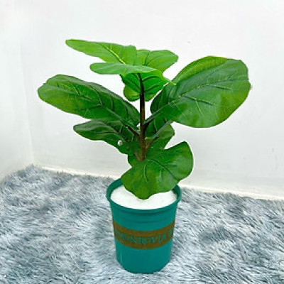 Cây bàng Singapore giả - Size từ 40 cm đến 100cm - Cây giả, hoa lụa Decor trang trí nhà cửa Decor phòng