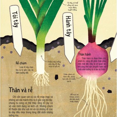 Under Your Feet - Dưới Đôi Bàn Chân Bạn - Đất, Cát Và Ti Tỉ Thứ Dưới Lòng Đất