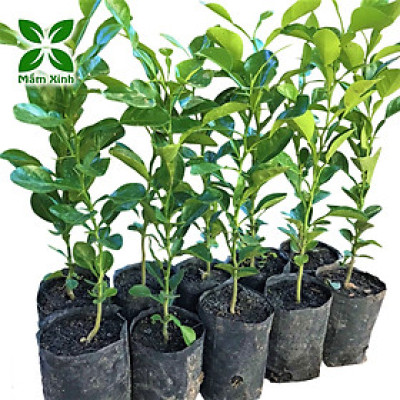 Combo 10 Cây Giống Chúc (Chanh Thái) – Cao Khoảng 20cm – Cây Gia Vị Trồng Vườn hoặc Chậu