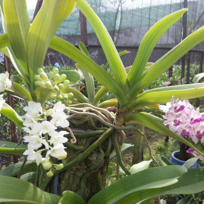 Phân Bón Thông Minh Rynan Flowermate 220 hộp lớn - Giúp Phong Lan Ra Hoa, Trổ Đồng Loạt, Lâu Tàn