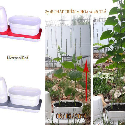 Combo 2 Bộ Chậu Tự Dưỡng Trồng Rau sạch, Trồng Cây Xanh Để Bàn Basic S & UNO nhập khẩu Bồ Đào Nha dành cho người yêu rau và cây tại nhà 