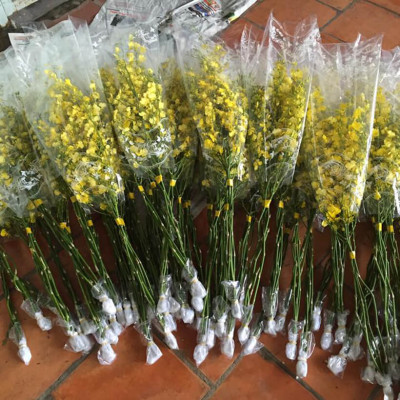 Dung Dịch Cắm Hoa Lan Vũ Nữ Lâu Tàn dạng bột của Israel (Combo 100 gói) giúp hoa lan nở đến nụ cuối cùng và hạn chế đen gốc hoa