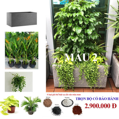 Chậu Đá Mài Cây Xanh Ban Công (Combo trọn gói) size lớn gồm Chậu, cây xanh, đất trồng và phân bón với thời gian bảo hành 2 tháng