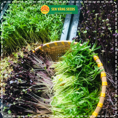 Hạt Giống Rau Mầm Malady - Nhập khẩu Ý, nảy mầm >95%, siêu dinh dưỡng, chuẩn màu tím đậm, dễ trồng - HẠT GIỐNG SEN VÀNG