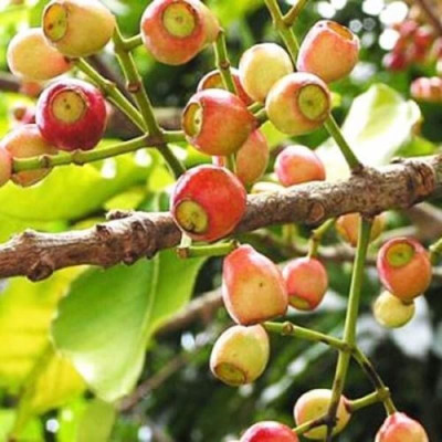 nụ vối phơi khô túi 1kg