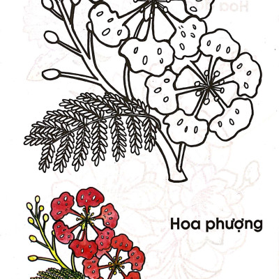 Tập Tô Màu Các Loại Hoa