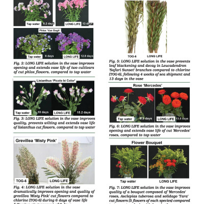 5 KG Bột Dưỡng Hoa Tươi Lâu Longlife SG ISRAEL