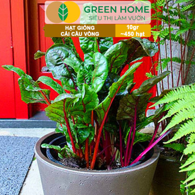 Hạt Giống Rau Cải Cầu Vồng Greenhome, Gói 10g~450 hạt, Dễ Trồng Quanh Năm, Nảy Mầm Cao, Thu Hoạch Nhanh, Năng Suất Cao R06
