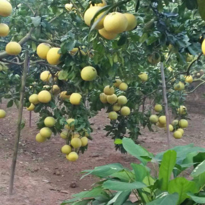 Tinh dầu Bưởi Chùm (bưởi Hồng, bưởi Úc) 100ml Mộc Mây - tinh dầu thiên nhiên nguyên chất 100% - chất lượng và mùi hương vượt trội