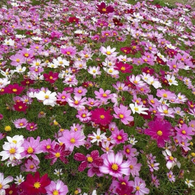 Hạt giống hoa sao nhái nhiều màu - hoa chuồn chuồn mix VTP86