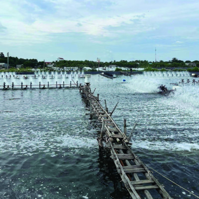 Kích thích hệ miễn dịch tôm cá BETAGLUCAN GRO