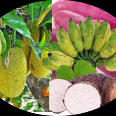 [Thùng = 40 gói x 100 grs/gói] Trái Cây Sấy Chân Không (Mixed Fruit Chips), Giòn Xốp Tự Nhiên – BAVIFOOD, Khối Lượng: 4 kg/thùng (thùng = 40 gói x 100 grs/gói) – Premium