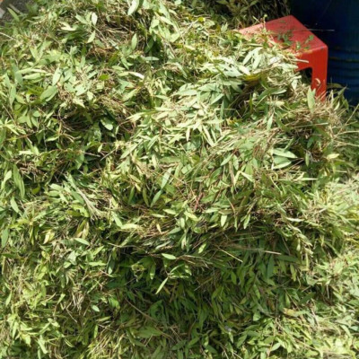 Tinh dầu Tràm Organic hữu cơ 100ml Mộc Mây - tinh dầu thiên nhiên nguyên chất 100% - dùng xông tắm ngừa cảm lạnh, giảm côn trùng cắn đốt cho Bé, Trẻ sơ sinh và Trẻ nhỏ | An toàn cho làn da nhạy cảm của Bé